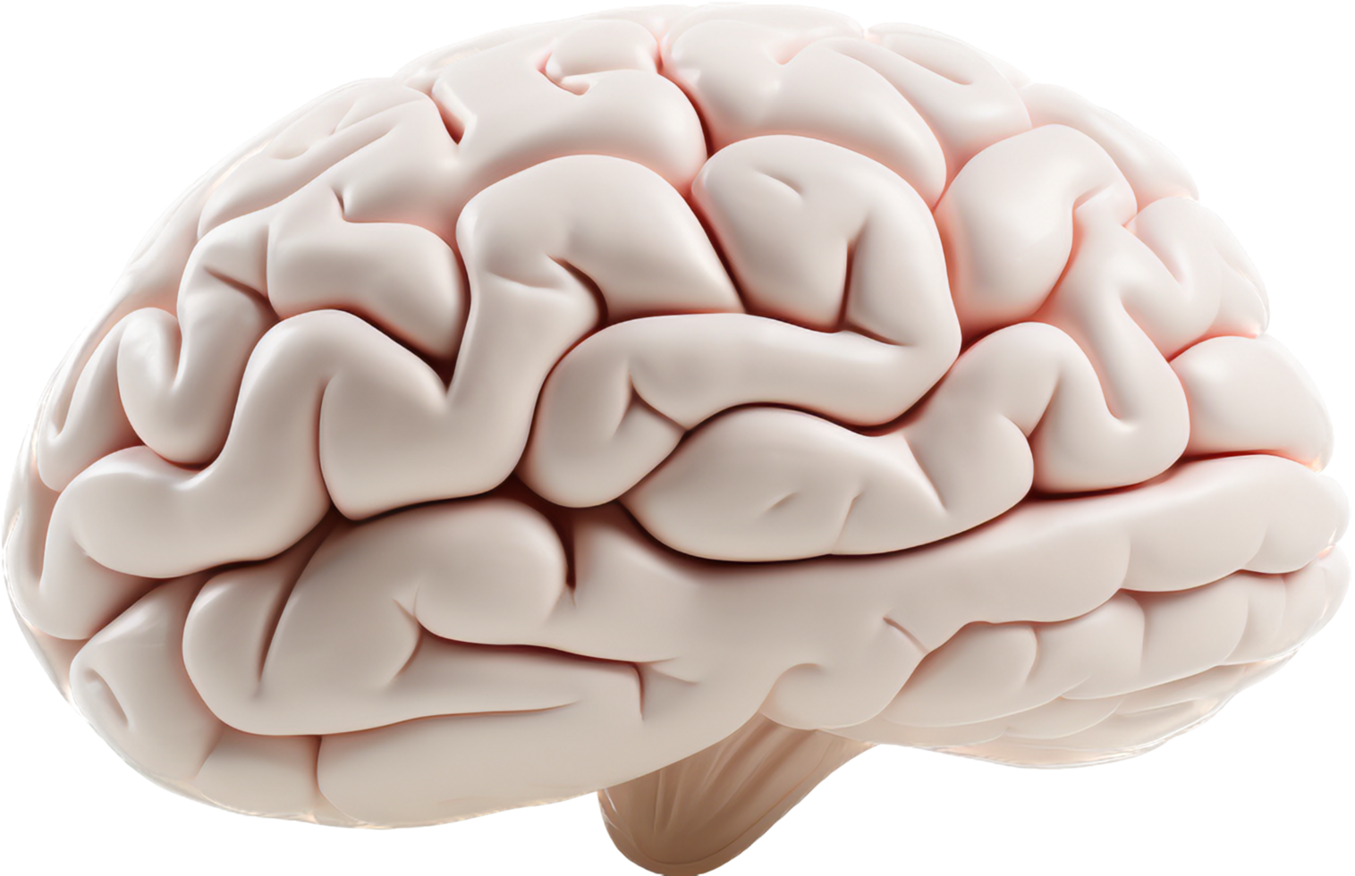 Brain with . png