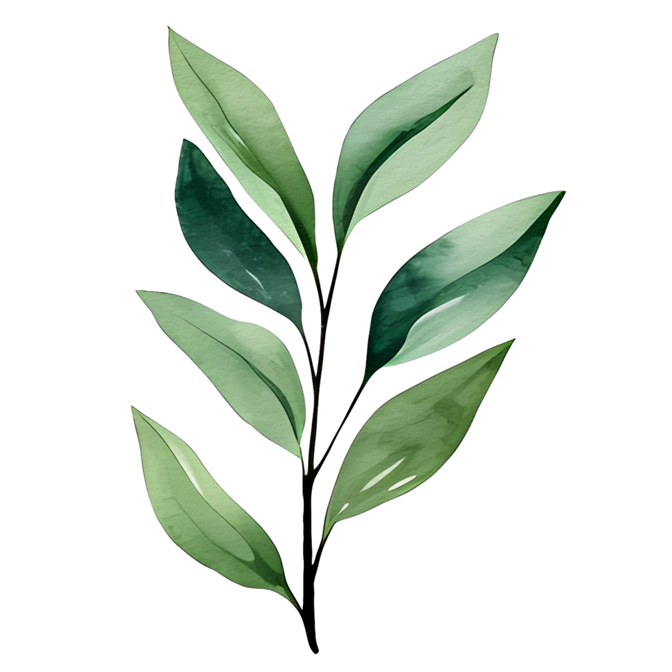 watercolor natural leaf, png