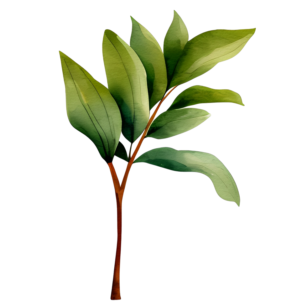 watercolor natural leaf, png
