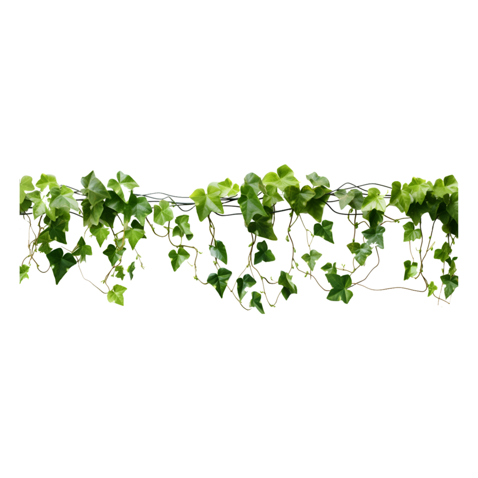 Ivy green Leaves on transparent background png