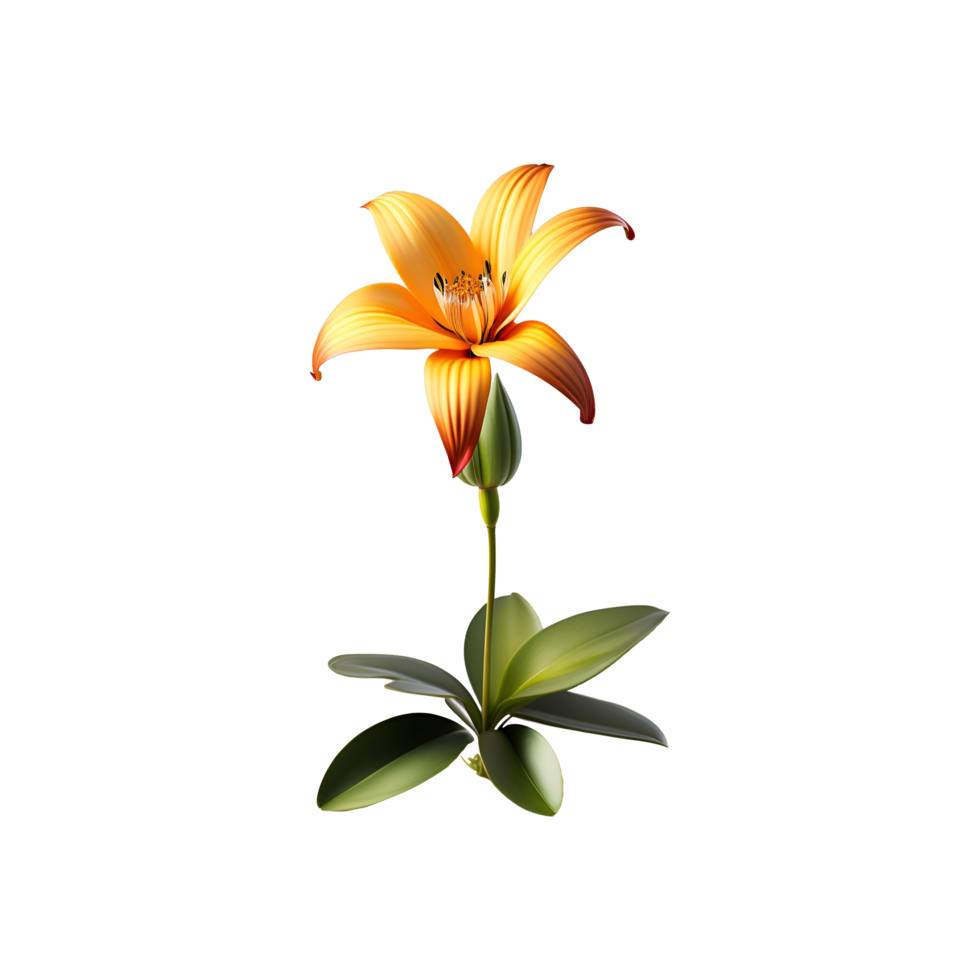 Beautiful lily with green leave on transparent background png