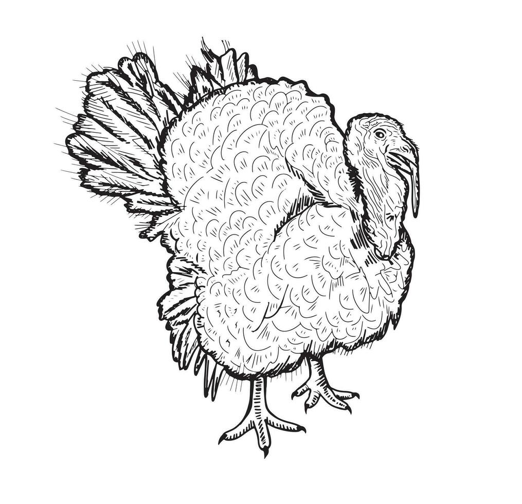 Turkey Bird Standing Side View Sketch Hand Drawn Woodcut Style  Day Vector Illustration