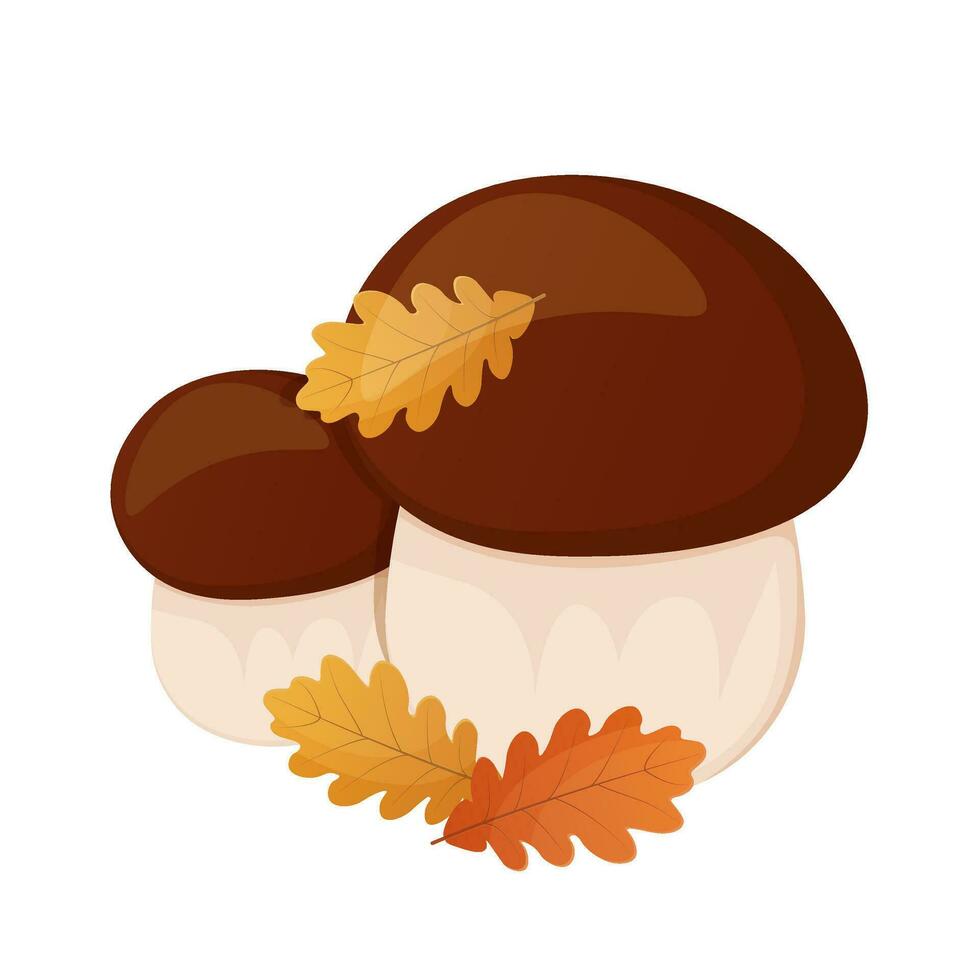 Two boletus with oak leaves, forest mushrooms illustration vector