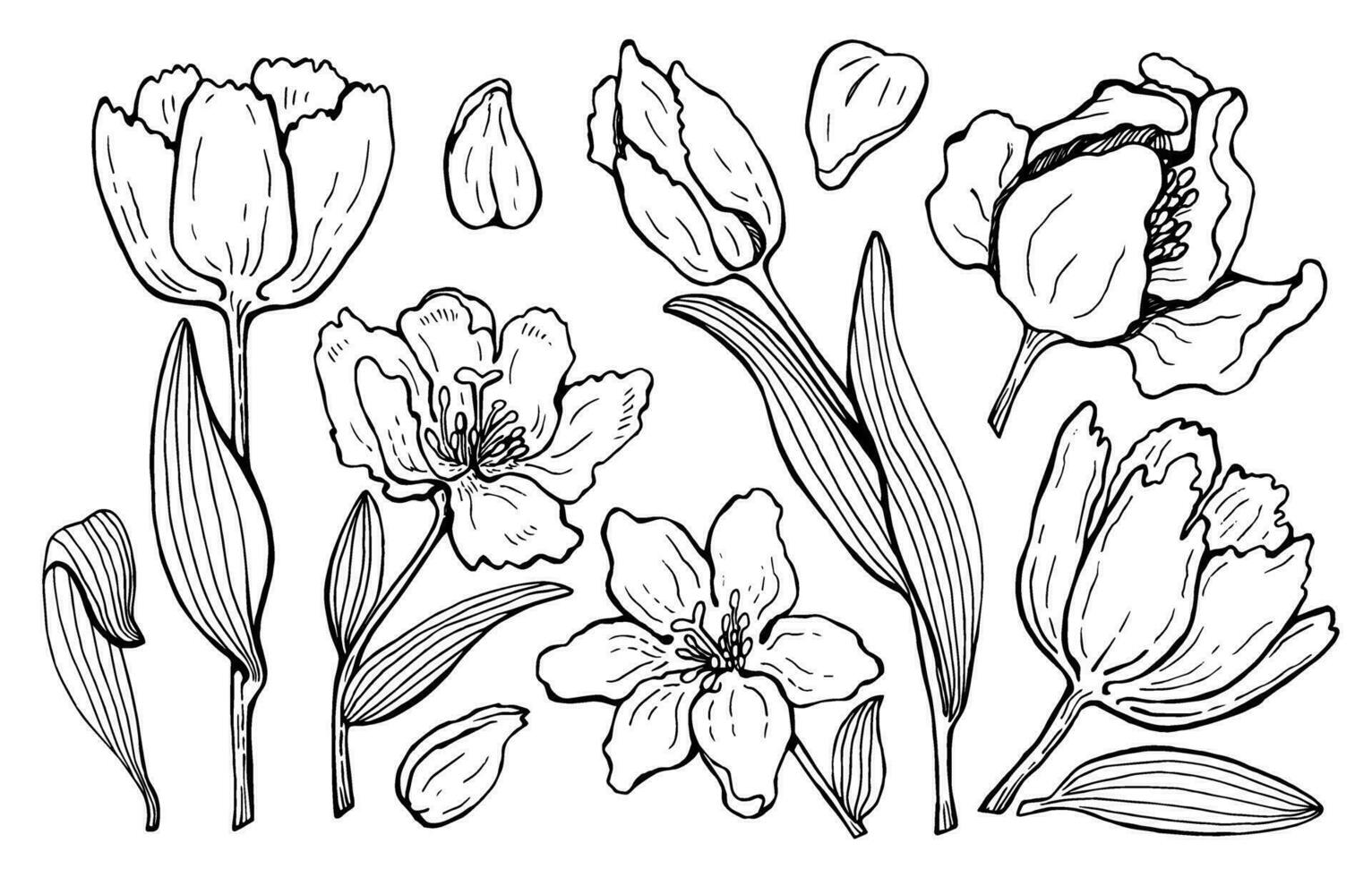 vector Large set of drawn graphic tulips. for fabric, clothing, background, typography, design