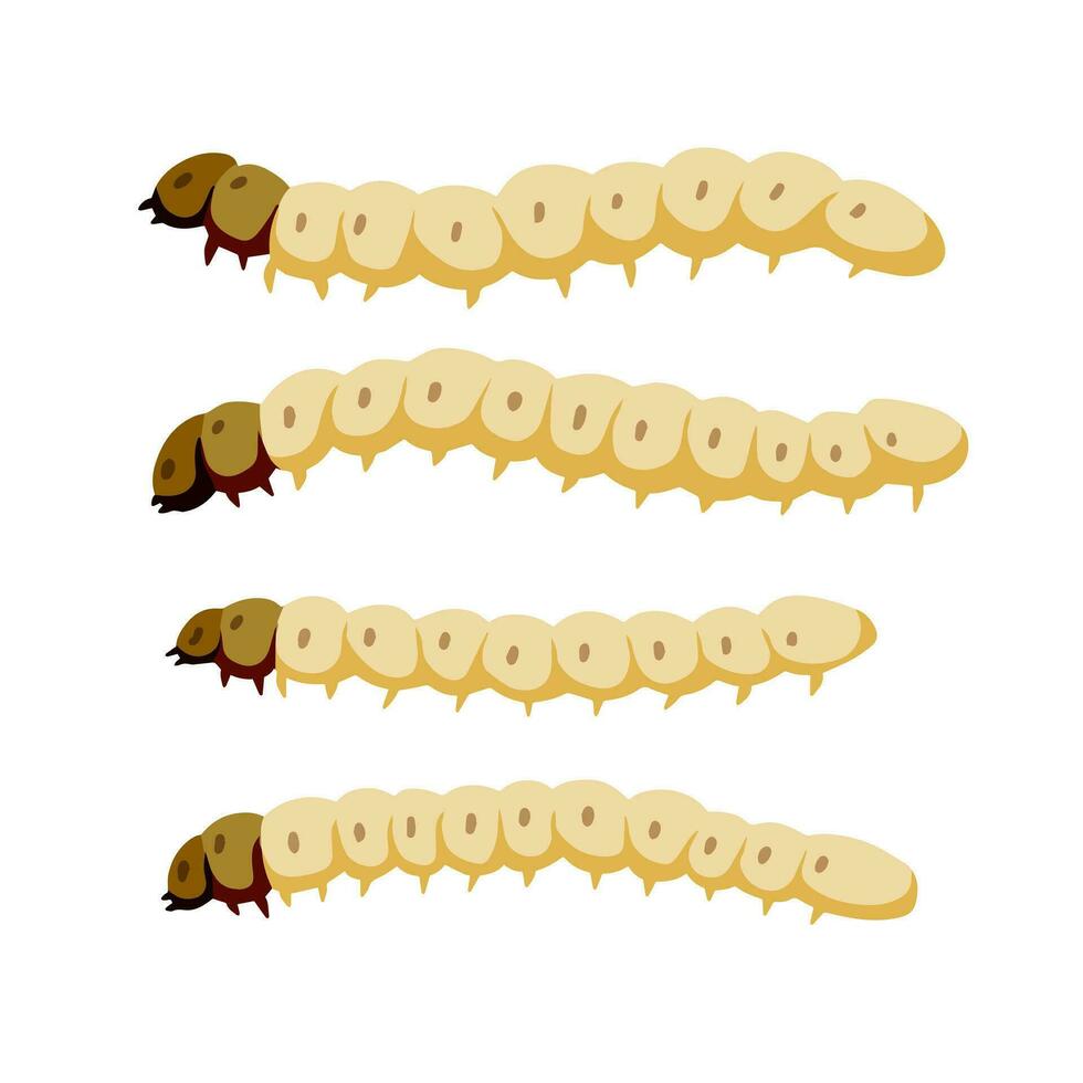 Edible caterpillar. White insect larva. Source of animal protein. vector