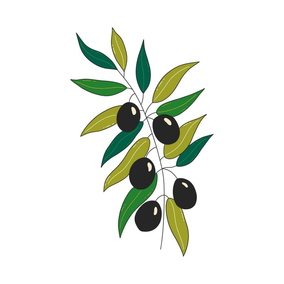 Green sprig of olive with berries. Healthy food vector