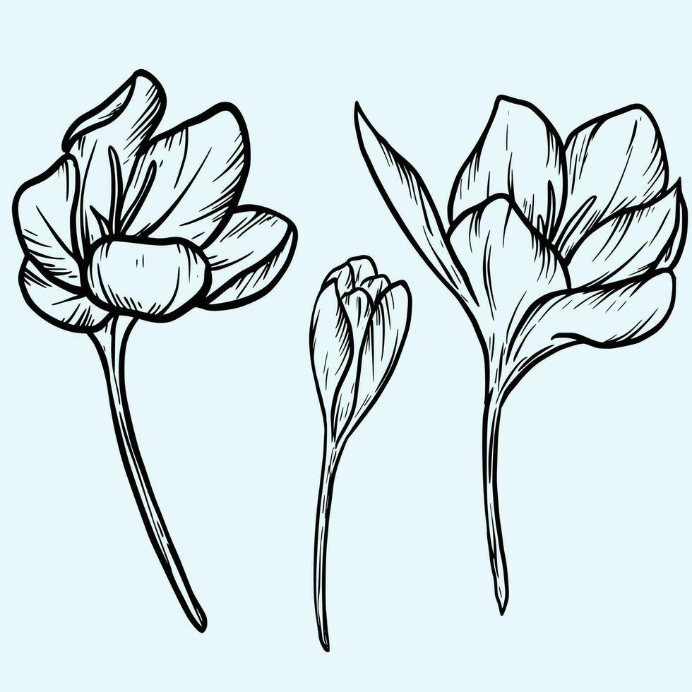 Spring crocus flowers, vector illus saffron flower line art