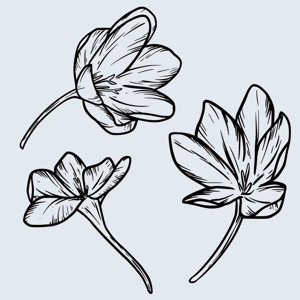 A Group of Saffron flower vector illustration with Crocus  flower line art