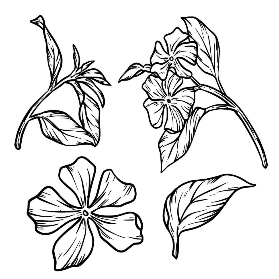 Set with outline Periwinkle or Vinca flower bunch and ornate leaves in black vector
