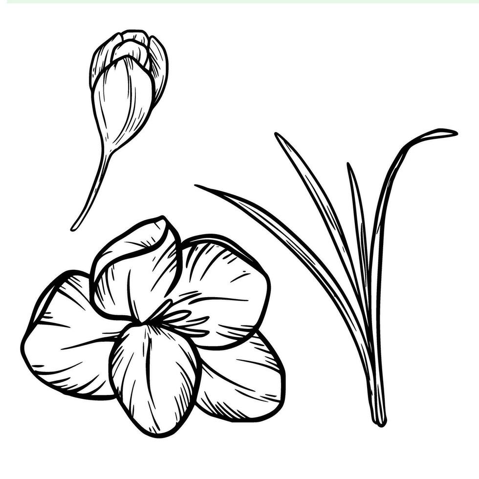 Line art saffron flower illustration Crocus hand drawn vector