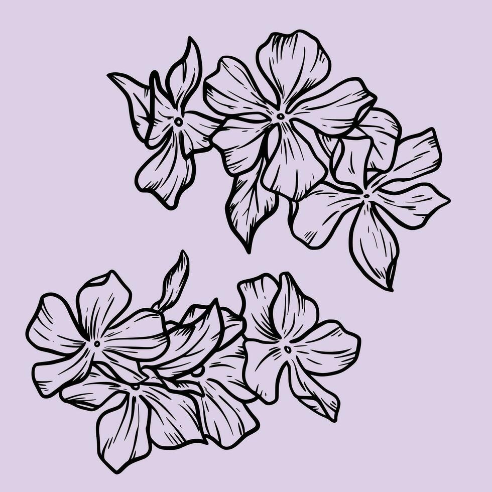 Periwinkle flower. Botanical illustration of periwinkles. Medicinal plants vector