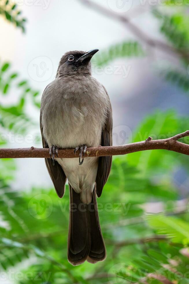 pájaro en un rama en el selva foto