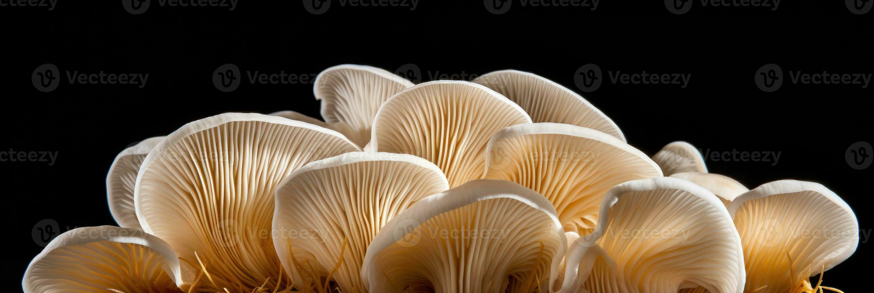 Group of oyster mushrooms on black background, suitable for website banners, digital ai. photo