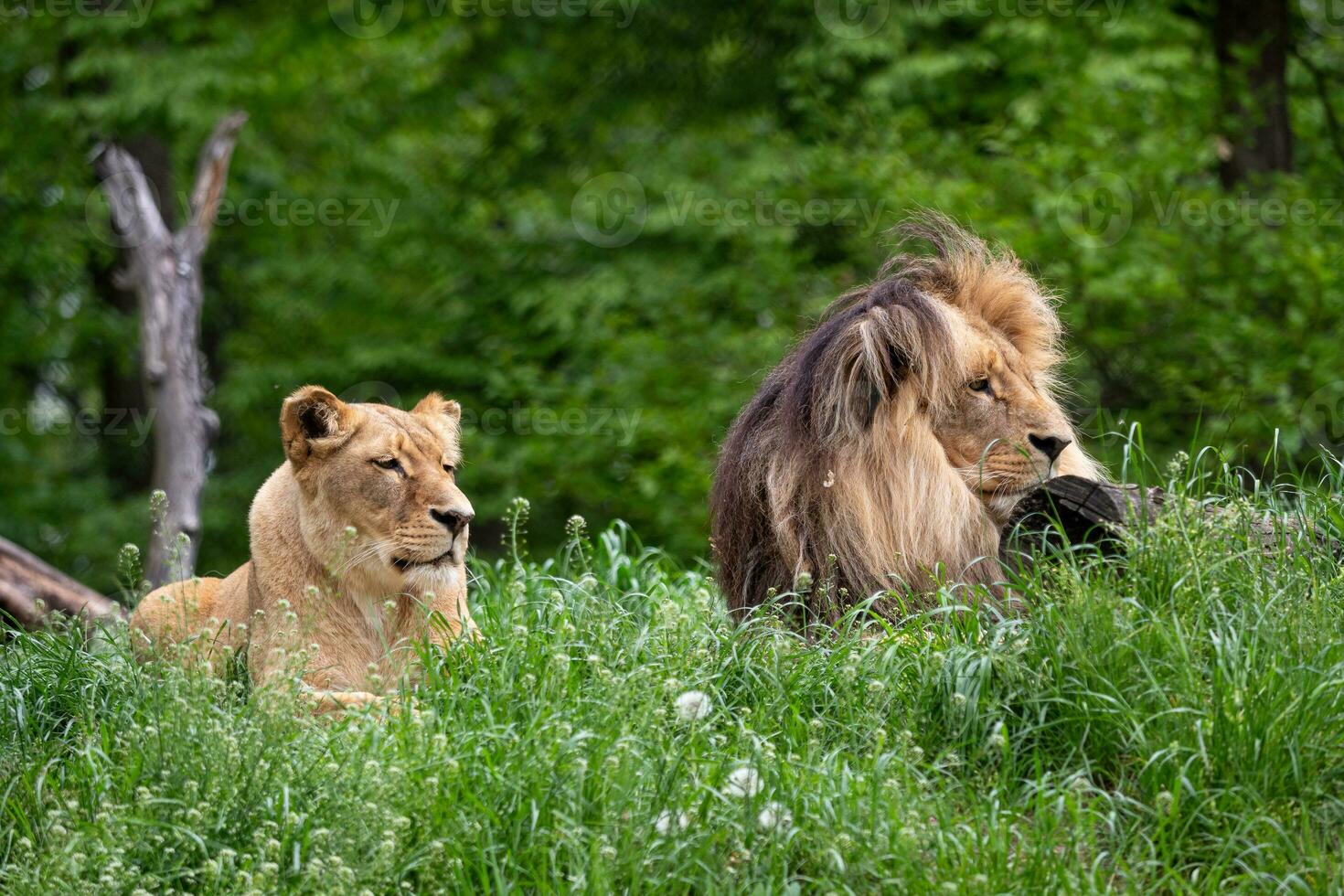 Katanga Lion or Southwest African Lion, panthera leo bleyenberghi. African lion and lioness in the grass. photo