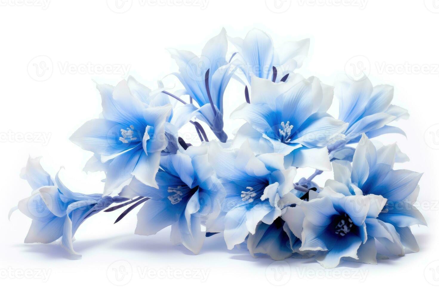 Blue flowers on a white background photo