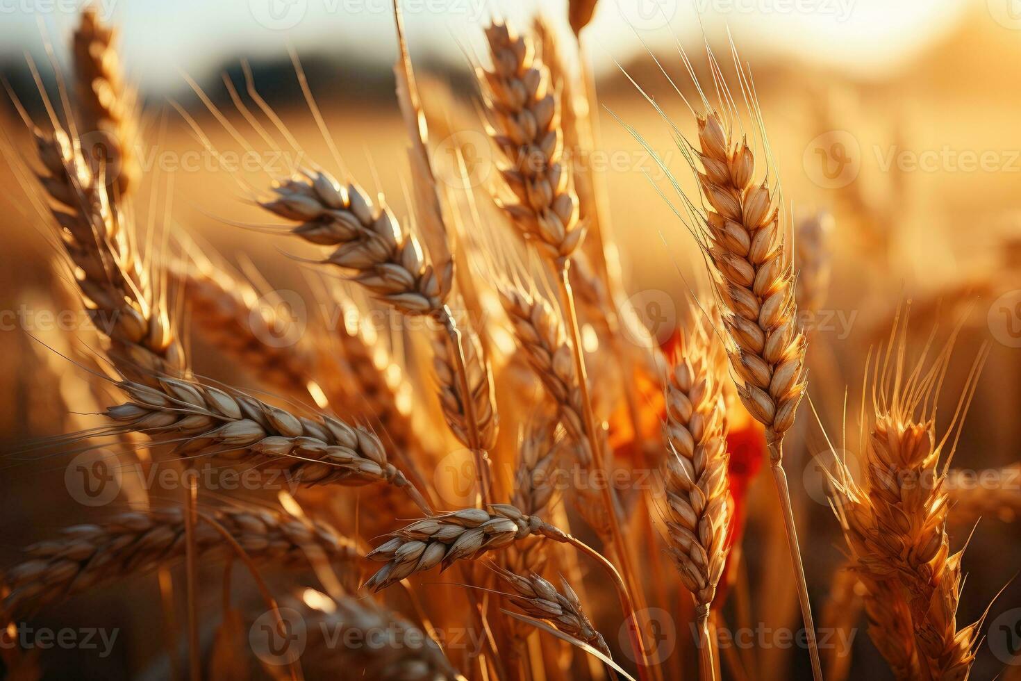 Wheat field. Ears of golden wheat closeup. Harvest concept. Generative AI photo