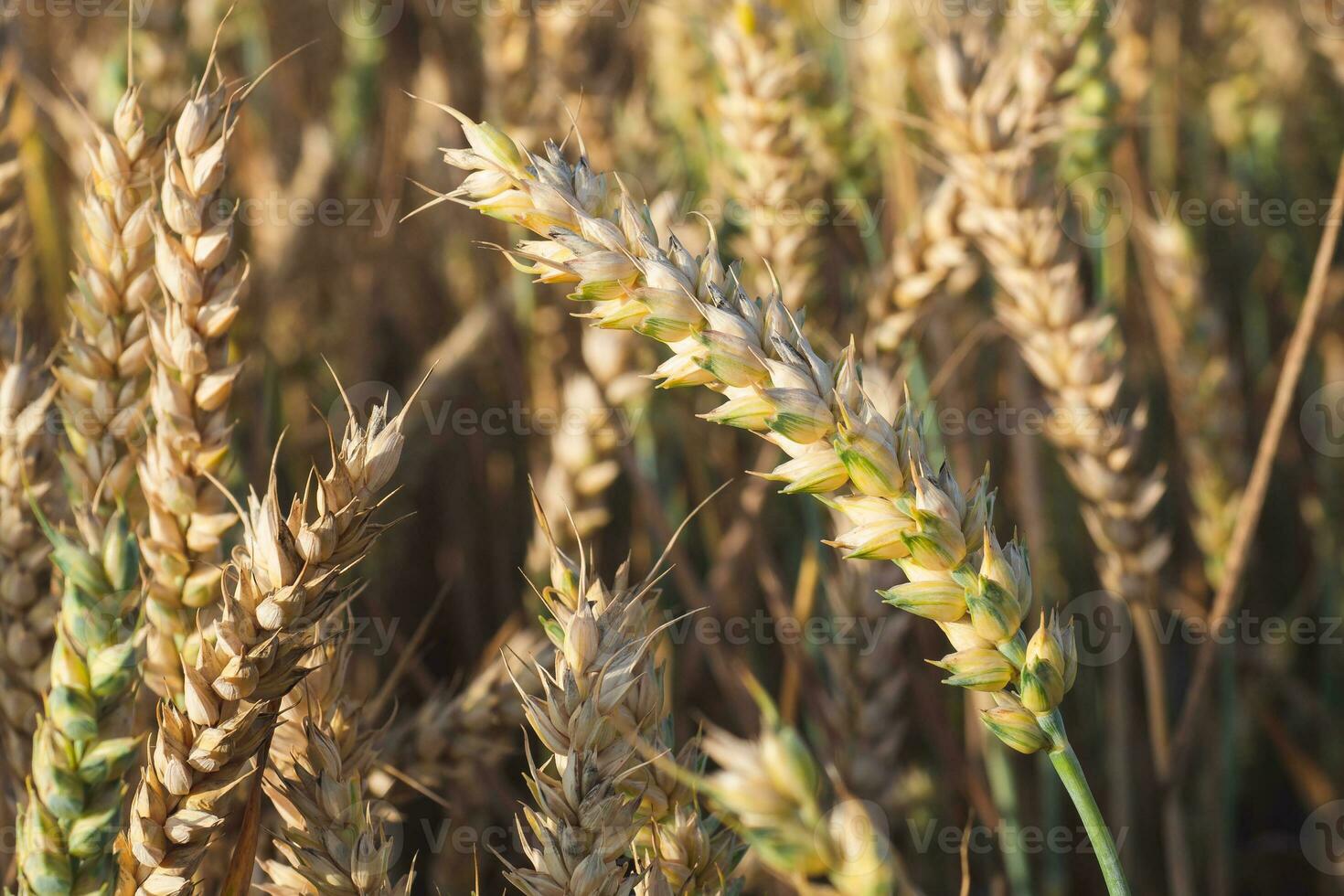 Wheat field. Golden ears of wheat on the field. Background of ripening ears of meadow wheat field. Rich harvest Concept photo