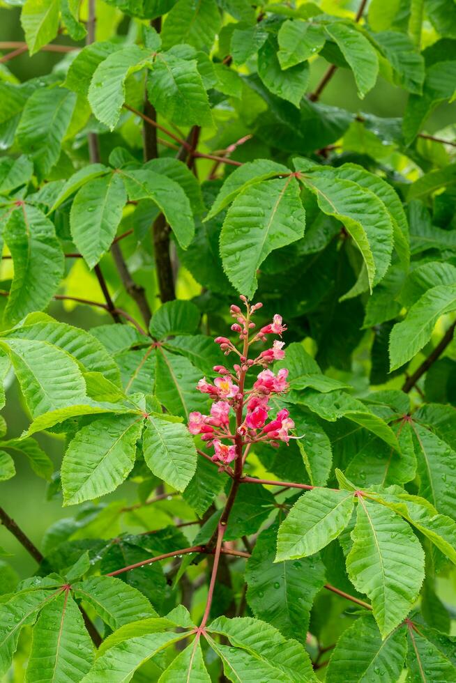 Bunch of pink flowers of the horse chestnut tree photo