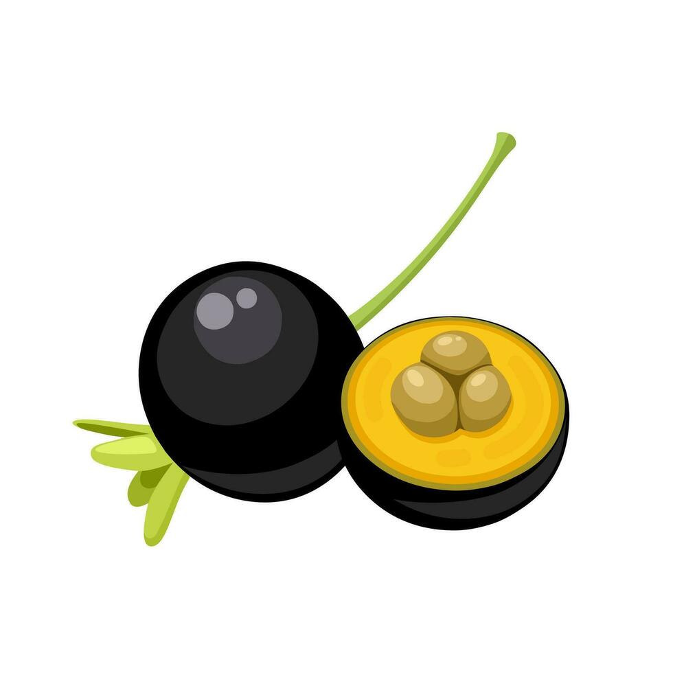 Vector illustration, Eugenia brasiliensis, with the common names Brazil cherry and grumichama, isolated on white background.