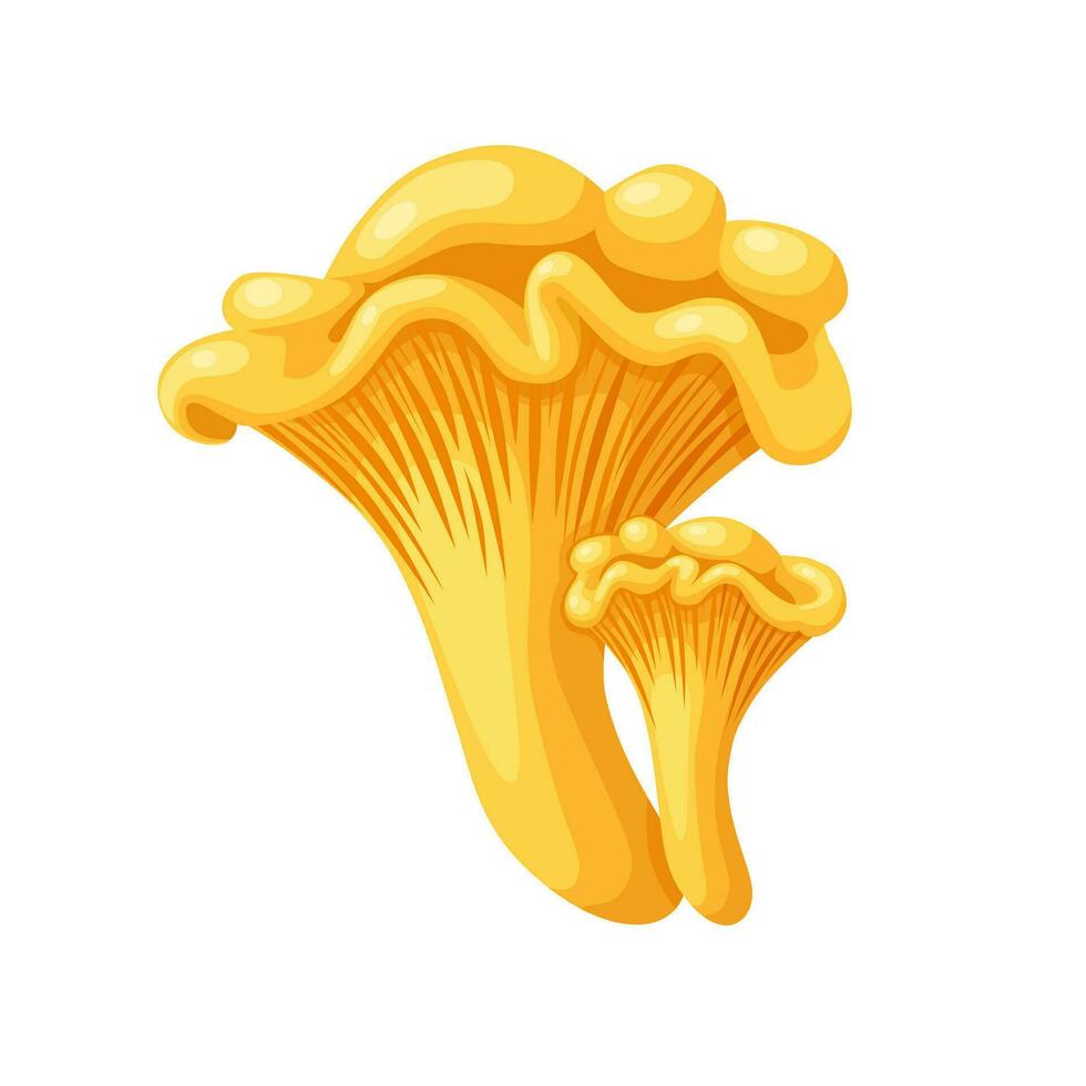 Vector illustration, chanterelle mushroom, isolated on white background.