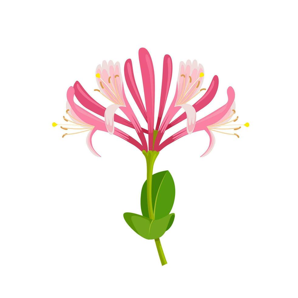 Vector illustration, Honeysuckle or Lonicera, isolated on white background.