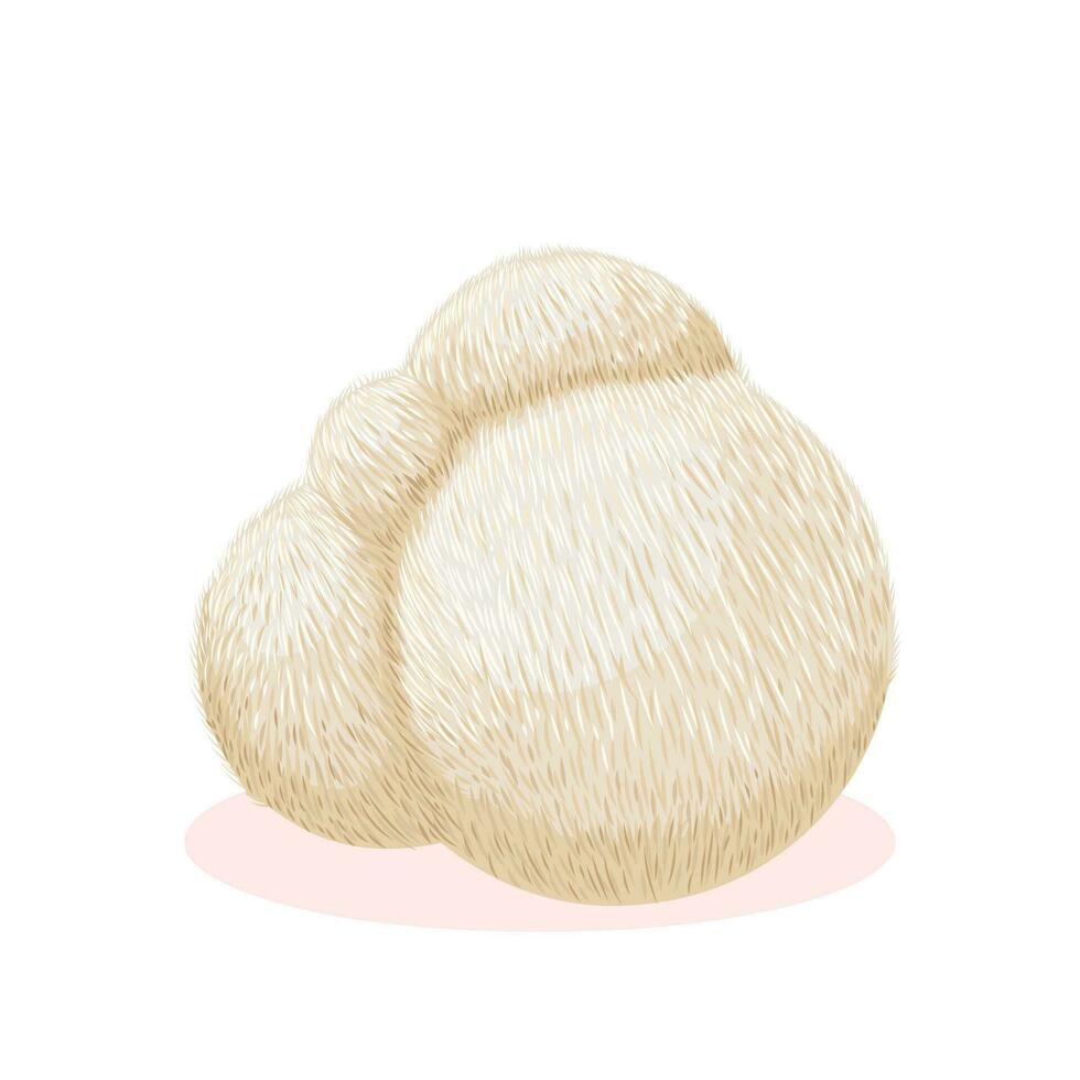 Vector illustration, lion's mane mushroom, isolated on white background.