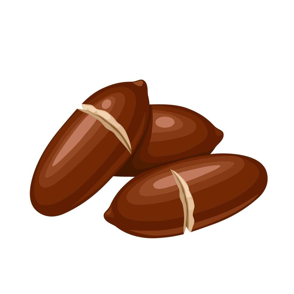 Vector illustration, Baru nuts, also called barukas nuts or baru almonds, isolated on white background.