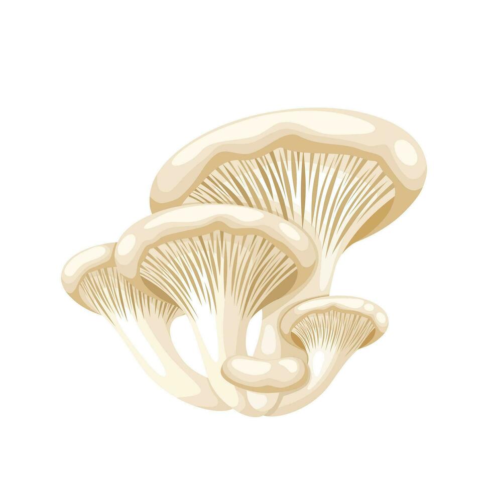 Vector illustration, oyster mushroom or Pleurotus ostreatus, isolated on white background.