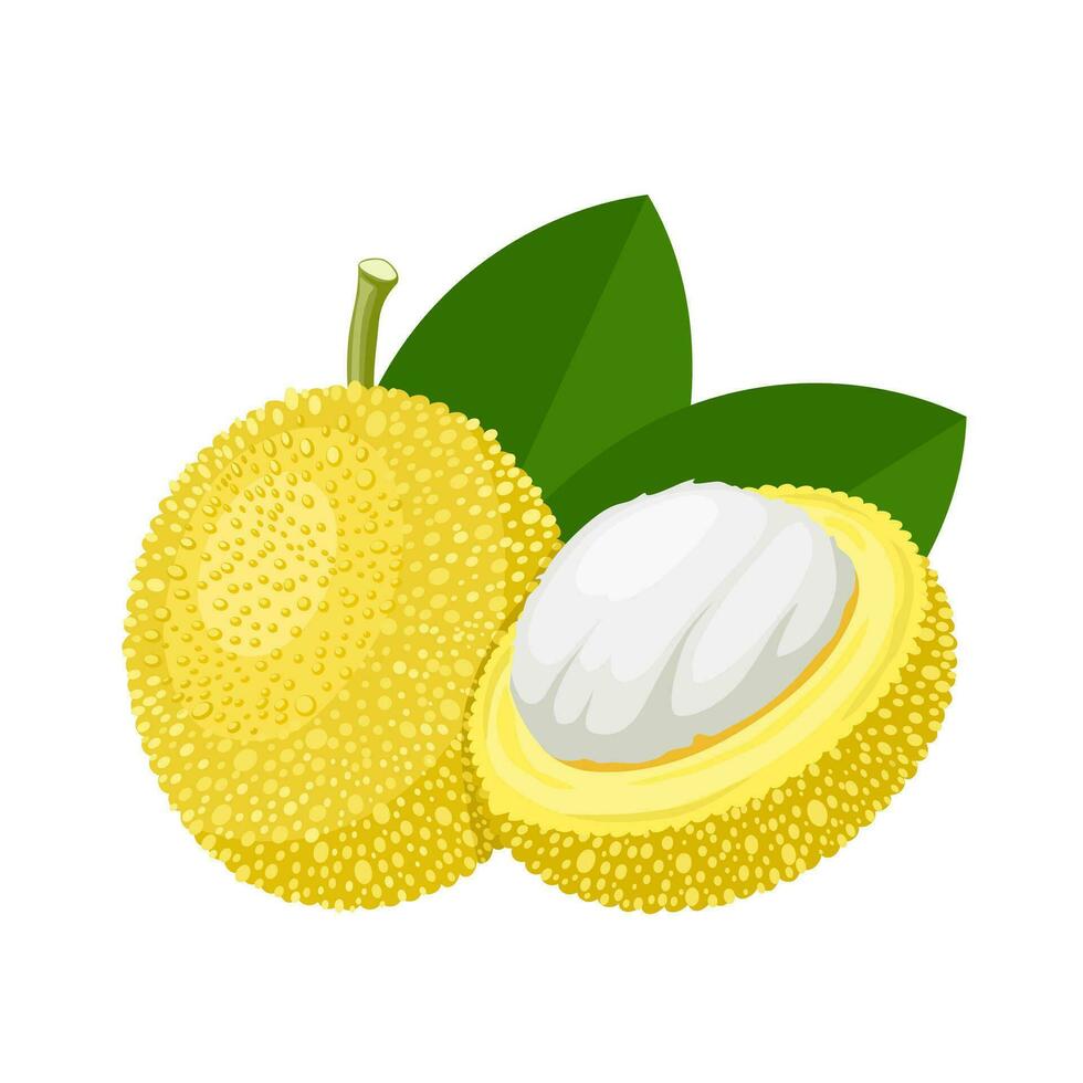 Vector illustration, Caricuelo or Garcinia madruno, isolated on white background.