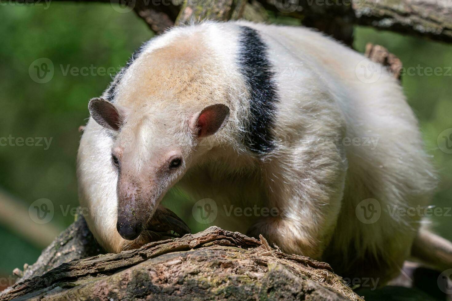 Southern tamandua on branch. Tamandua tetradactyla photo