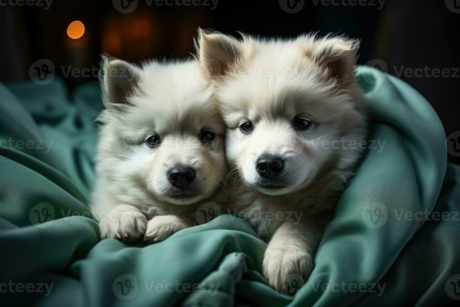 Cute Samoyed puppies on the sofa photo