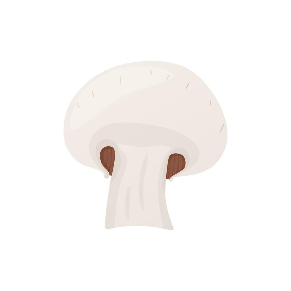 Fresh champignon. Ripe vegetable mushroom to eating, vegetarian gourmet. vector