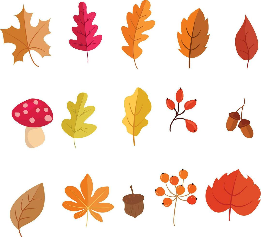 set of autumn elements, dry maple leaves, orange color maple leaves vector