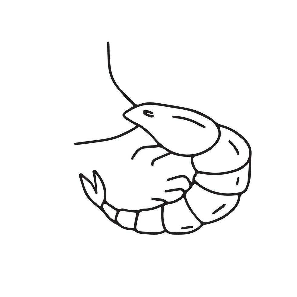 Hand drawn vector illustration of shrimp