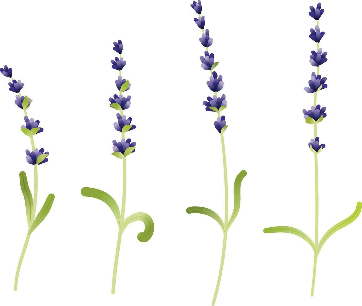 set of purple lavender flower elements vector