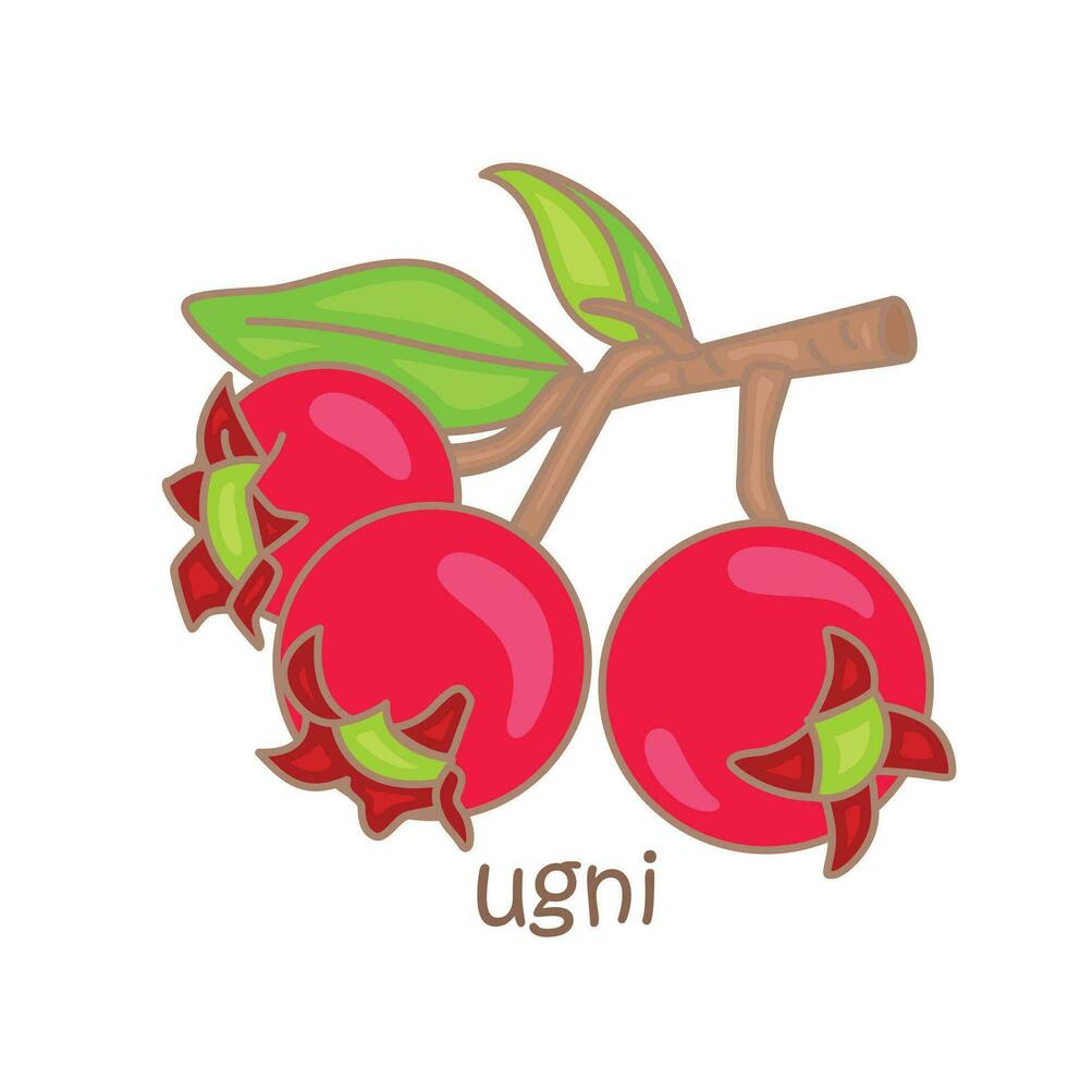 Alphabet U For Ugni Vocabulary School Lesson Cartoon Illustration Vector Clipart Sticker