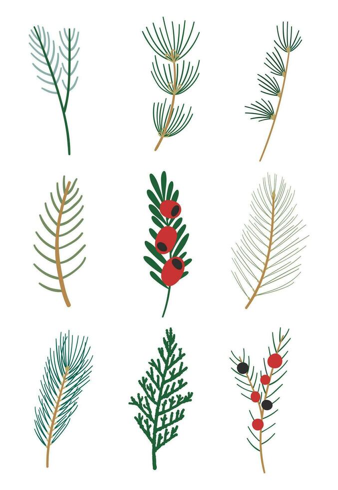 Evergreens coniferous branches. Winter floral set. vector