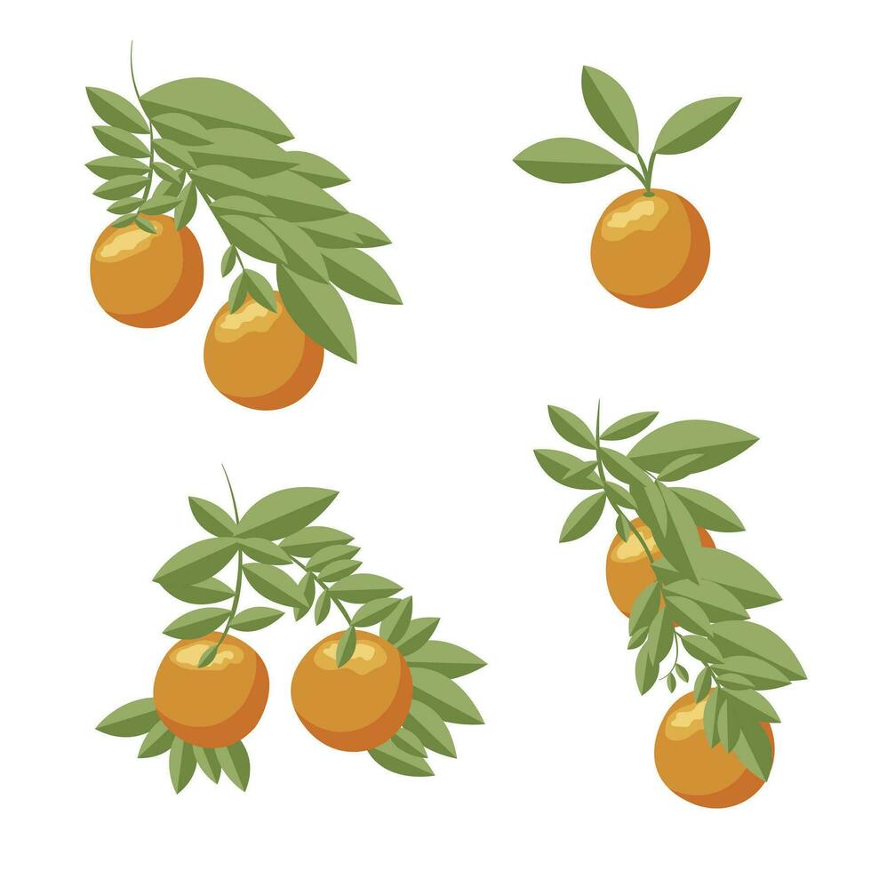 Orange set. Orange twigs on white background. Vector illustration.