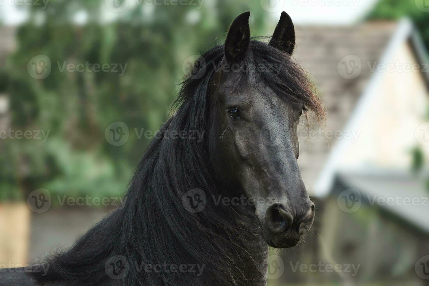 Head of a friesian horse. Black Friesian horse. photo