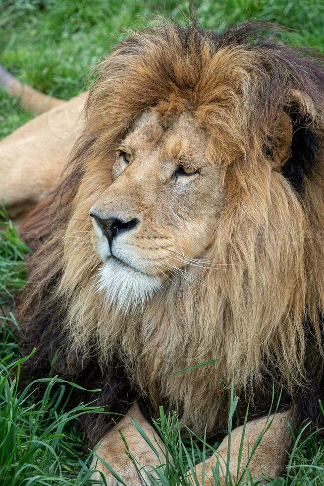 African lion on green grass photo