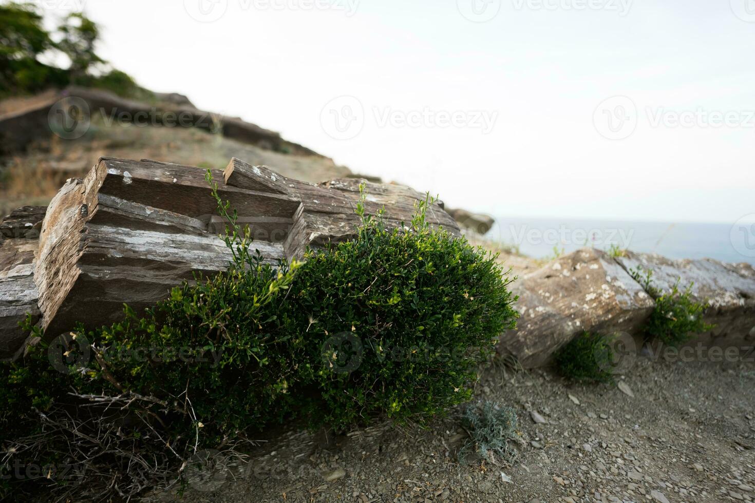 Stones and bushes leading to the sea, close up view with copy space. photo