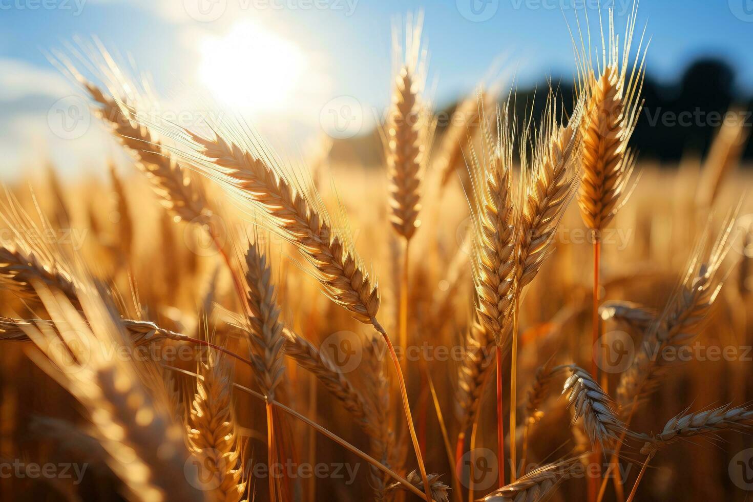 oro trigo campo y azul cielo. generativo ai foto