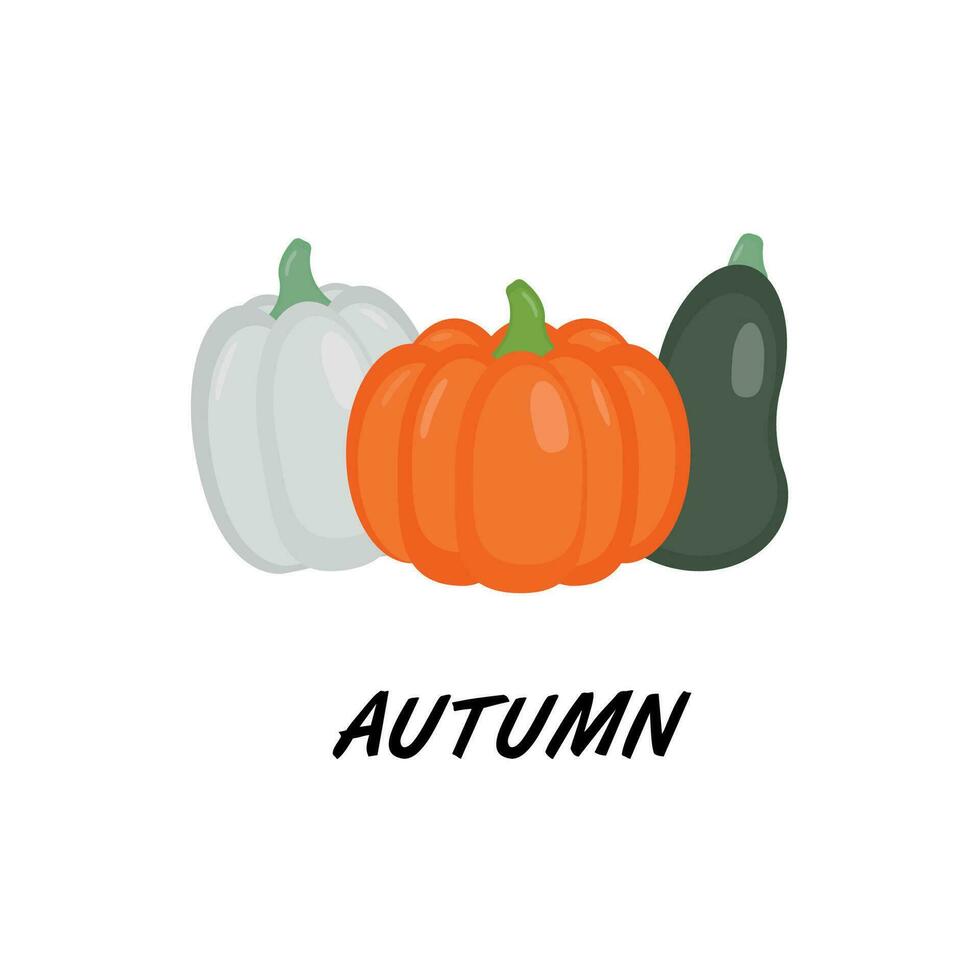 calabazas de varios formas y colores. Víspera de Todos los Santos o acción de gracias calabaza símbolo en plano estilo aislado en blanco antecedentes. vector