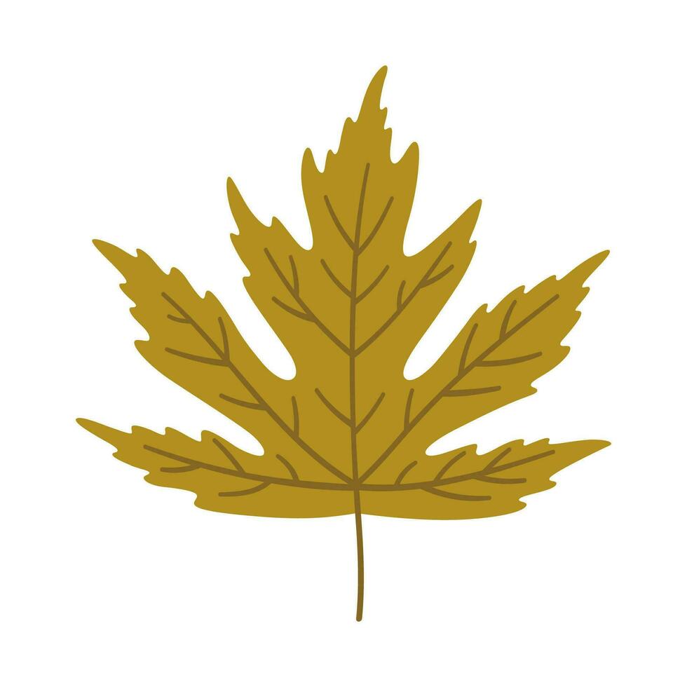 Maple autumn leaf on white background, vector. vector