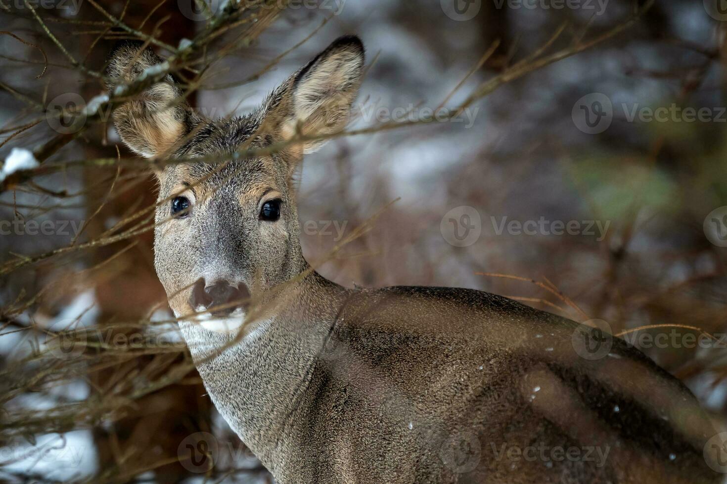 Wild roe deer in winter nature. Capreolus capreolus. photo