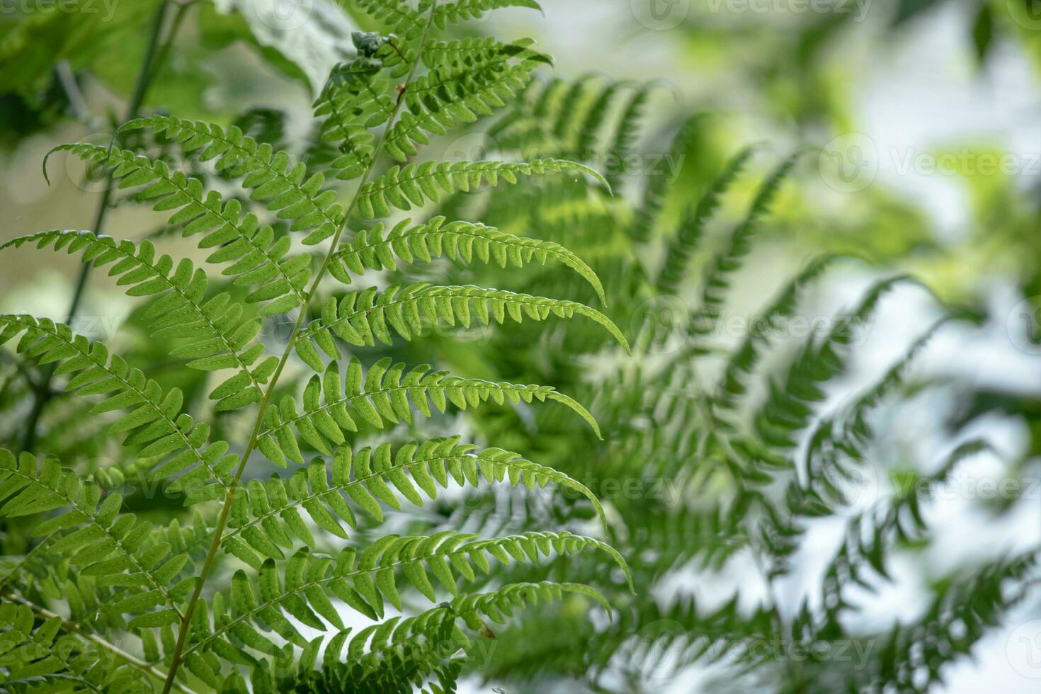 Green fern leaves with details as an organic nature background photo