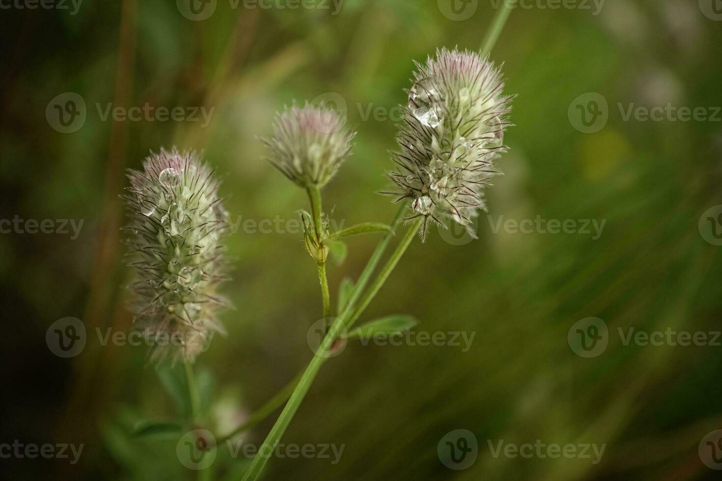 Rabbitfoot or hare's foot clover plant with fluffy flower head, Trifolium arvense with dew drops in hair on dark green blurry background photo