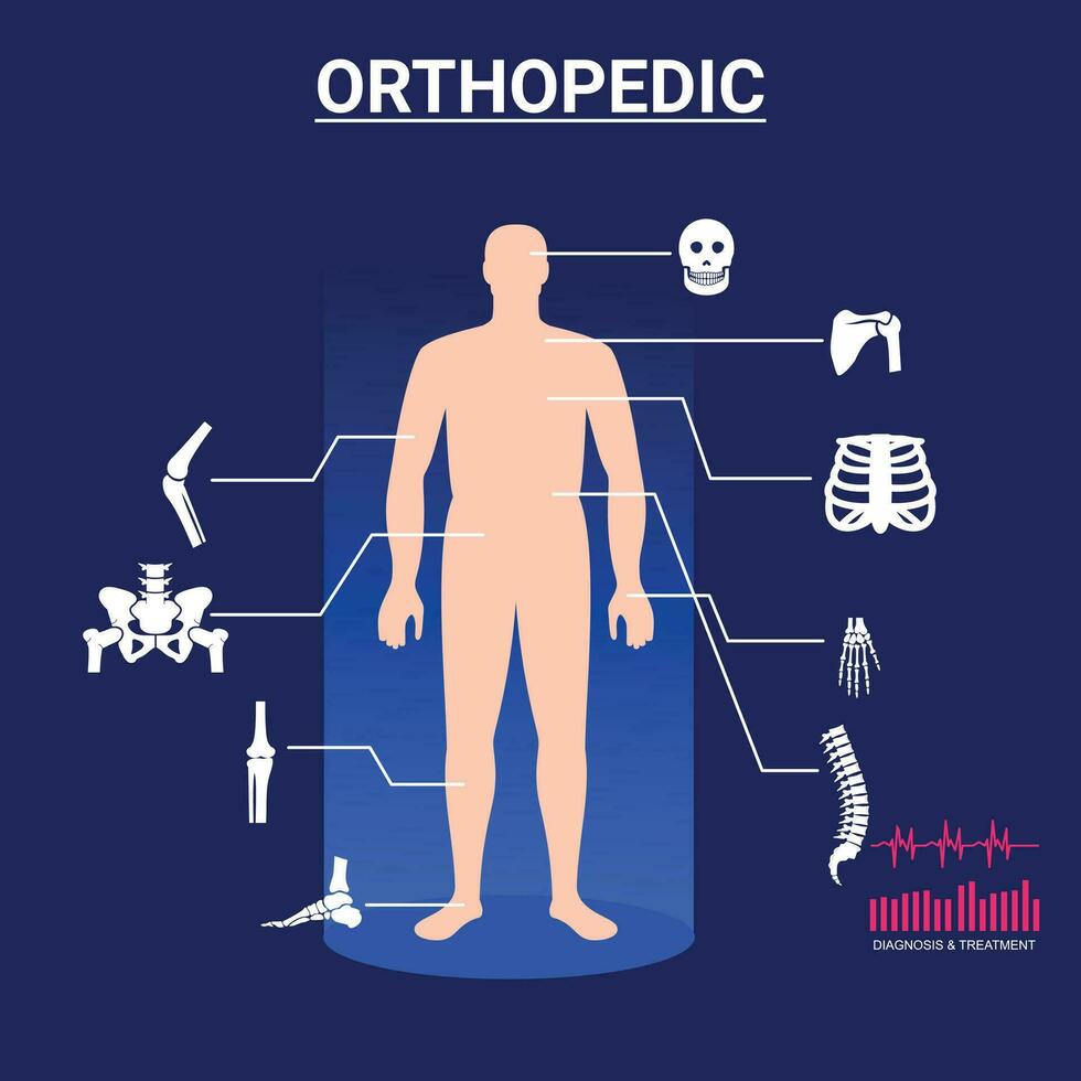 Human joints vector set. Orthopedic and spine symbols