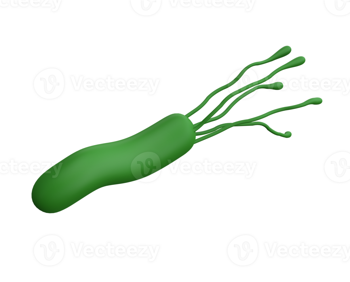 Helicobacter pylori bacteria 3d render medicine icon for isolated transparent pgn. Microbiology health human illustration png