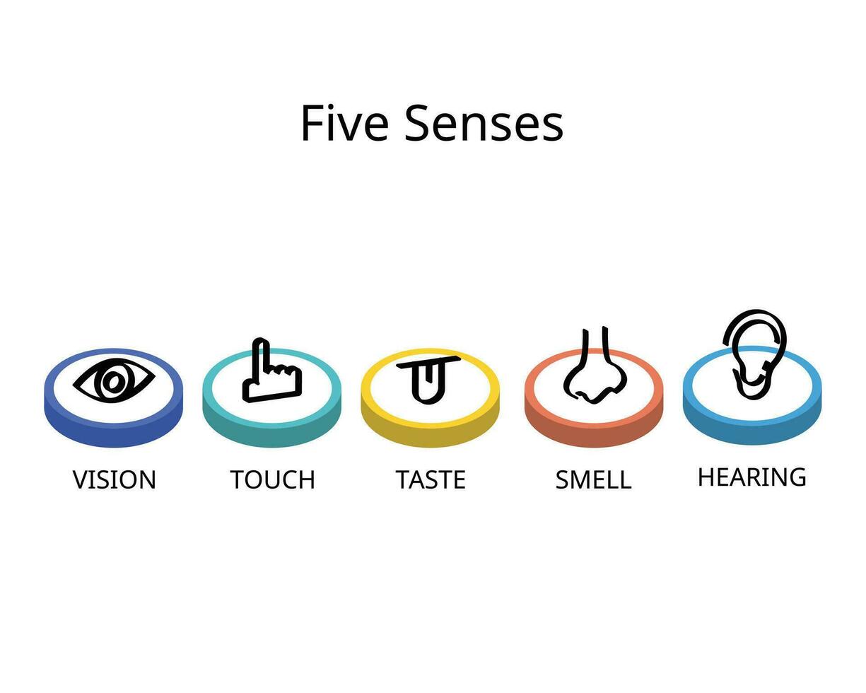 five senses for vision, hearing, touch, smell, and taste vector